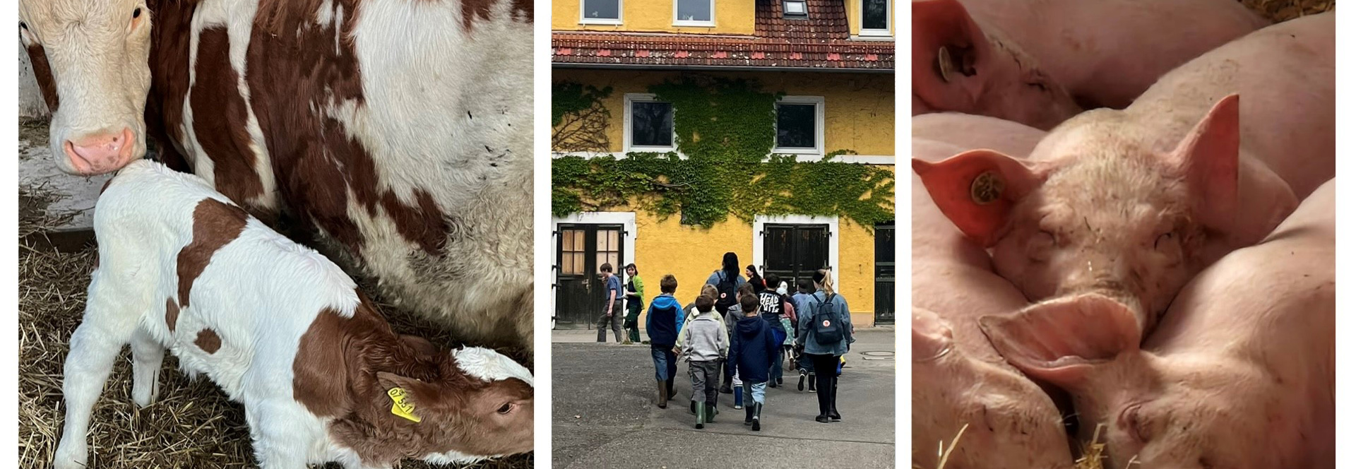 Anklicken für größere Ansicht. Anklicken für größere Ansicht.